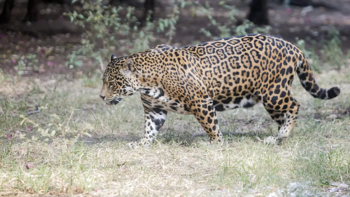 JAGUAR_AJO (1)